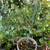 Pineapple guava tree 3 thumbnail