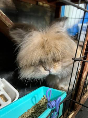 Lion head rabbit (Santa Fe)