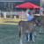Jersey heifer 1 thumbnail