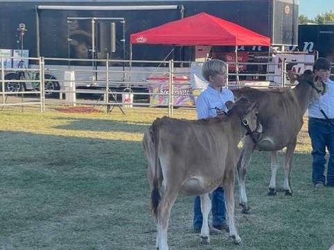 Jersey heifer 1