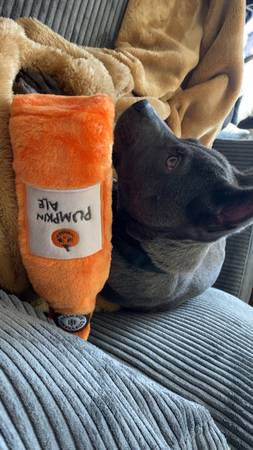 REHOMING 5M OLD PUPPY (Denver)63921244156291122