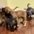 Great Dane Puppies 22 thumbnail