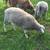 Ram lambs 1 thumbnail
