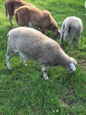 Ram lambs 1