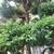 Blue cypress tree 1 thumbnail