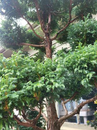 Blue cypress tree 1