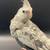 Cockatiel  ( white face ) 2 thumbnail