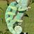 Veiled Chameleons 3 thumbnail