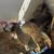 Americana(AKA Easter egger) chickens 1 thumbnail