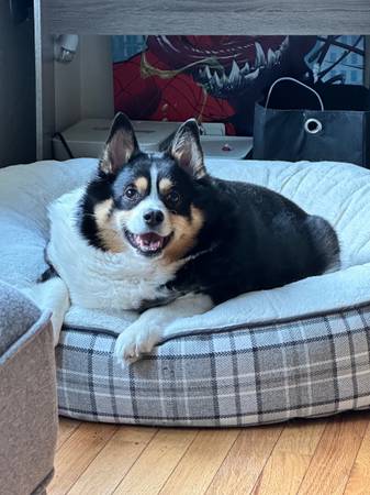 MISSING CORGI IN QUEENSBOROUGH BOTHELL 1