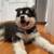 Alaskan Malamute. 1 thumbnail
