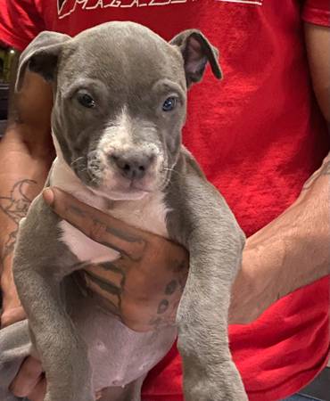 Highbrred Xl Bully (Brooklyn)64279903830274123