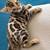 SmartBengalKitty 1 thumbnail