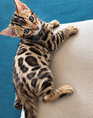 SmartBengalKitty 1
