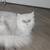 Persian cat for adoption 1 thumbnail