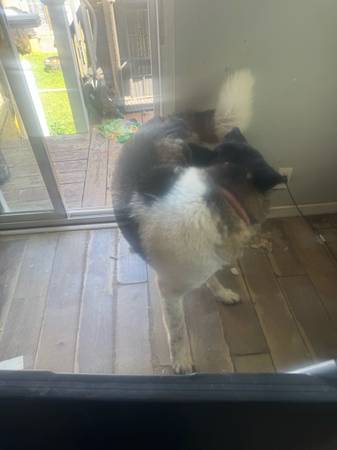 Selling My Dog (M) (Folcroft)63623542706435124