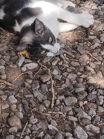 Free Kitten to Good Home (male) (T or C)63693578655747122