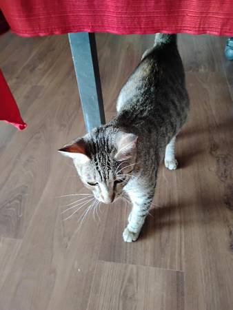 gatitos en camino (mcneal az)63622393024131121