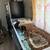 Looking for the perfect home for my pair of guinea pigs 1 thumbnail