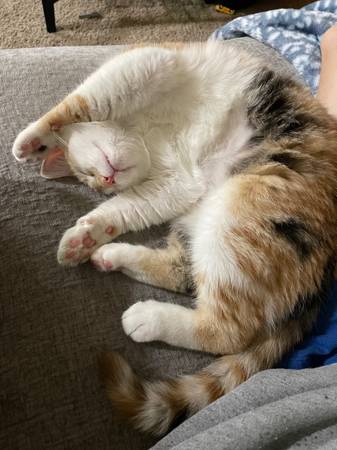 Gata Calico hembra esterilizada gratis ama a los niños (Hayden)63970072969474121