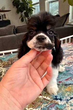Cocker spaniel 1