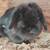 Holland Lop Rabbit - perfect for 4h cloverbud 1 thumbnail