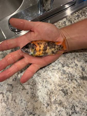 African cichlids545428029792604163