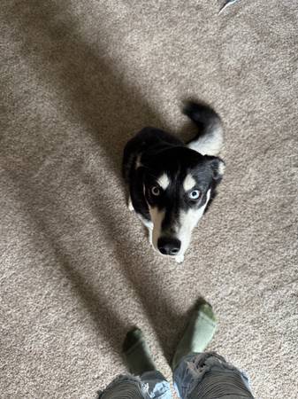 Cruce de Husky/Malamute (Des Moines)63671572892547120