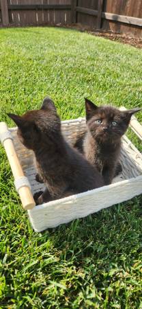 Venta de gatitos (Vancouver Washington (Vancouver)63842374430209123