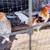 Game Fowl Roosters ..6 to 7 months old 1 thumbnail