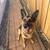 Found German Shepherd 1 thumbnail