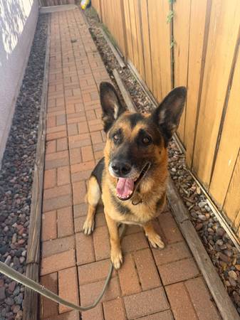 Found German Shepherd 1