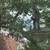 Tree service 13 thumbnail