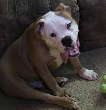 IOEBA Olde english bulldog available 1