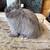Rabbits 4 thumbnail