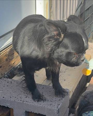 Black Female Adult Fluffy Fren chie (Las Vegas / Pahrump)63860185614851120