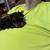 Yorkshire Terrier puppies 8 thumbnail