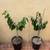 Cherilata trees, cross between Cherimoya and Reticulata 4 thumbnail