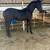 Warlander Colt for sale 2 thumbnail