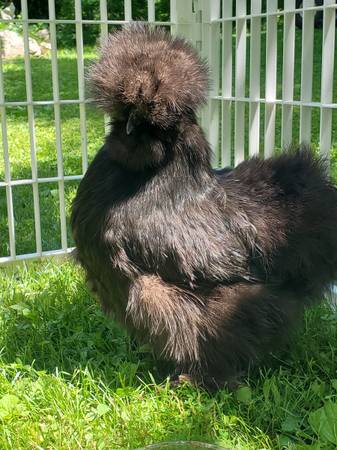 Adult Silkie Hens & Silkie Roosters - $10 (Clinton)62947920236675121
