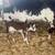 Mini Zebu Cows 13 thumbnail