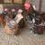 BABY CHICKS FOR SALE 12 thumbnail