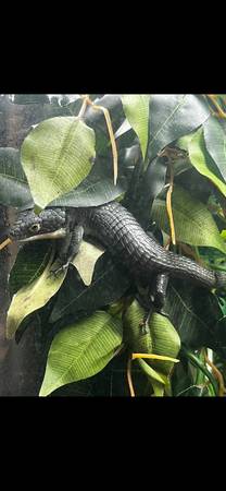 Rehoming reptiles with tanks!63903108635010121