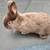 Baby bunnies 3 thumbnail