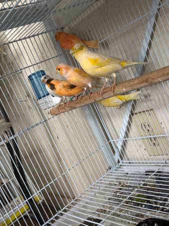 Canaries $65-$100 (San Diego)63894715906434121