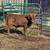 7 month old polled Dexter Bull calf 1 thumbnail