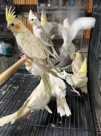 Cockatiels 1