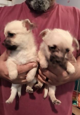 Chihuahua Terrier puppies 1