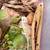 Baby Piebald Veiled Chameleons 3 thumbnail
