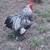 Brahmas Chickens 3 thumbnail